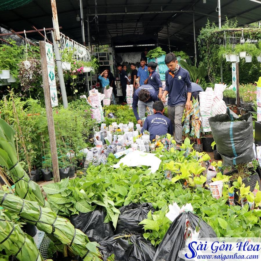 Sài Gòn hoa cung cấp rất nhiều các chủng loại cây vô cùng phong phú 